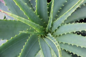 Aloe Vera ist ein bewährter Anti-Aging-Wirkstoff