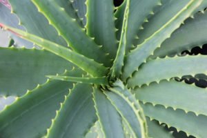 © WandererCreative - pixabay Aloe Vera ist ein bewährter Anti-Aging-Wirkstoff