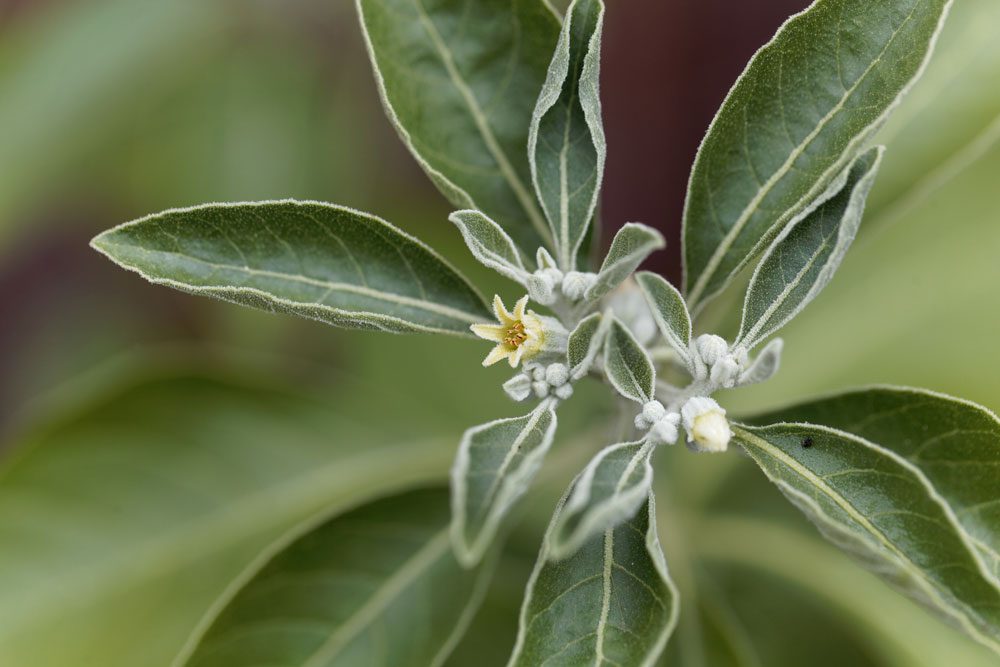 Ashwagandha Schlafbeere
