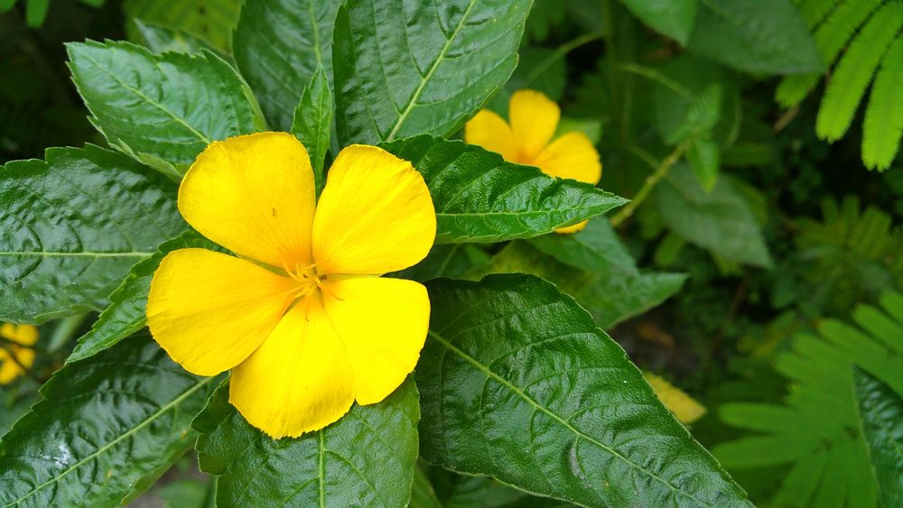 Damiana Blüte der Damiana