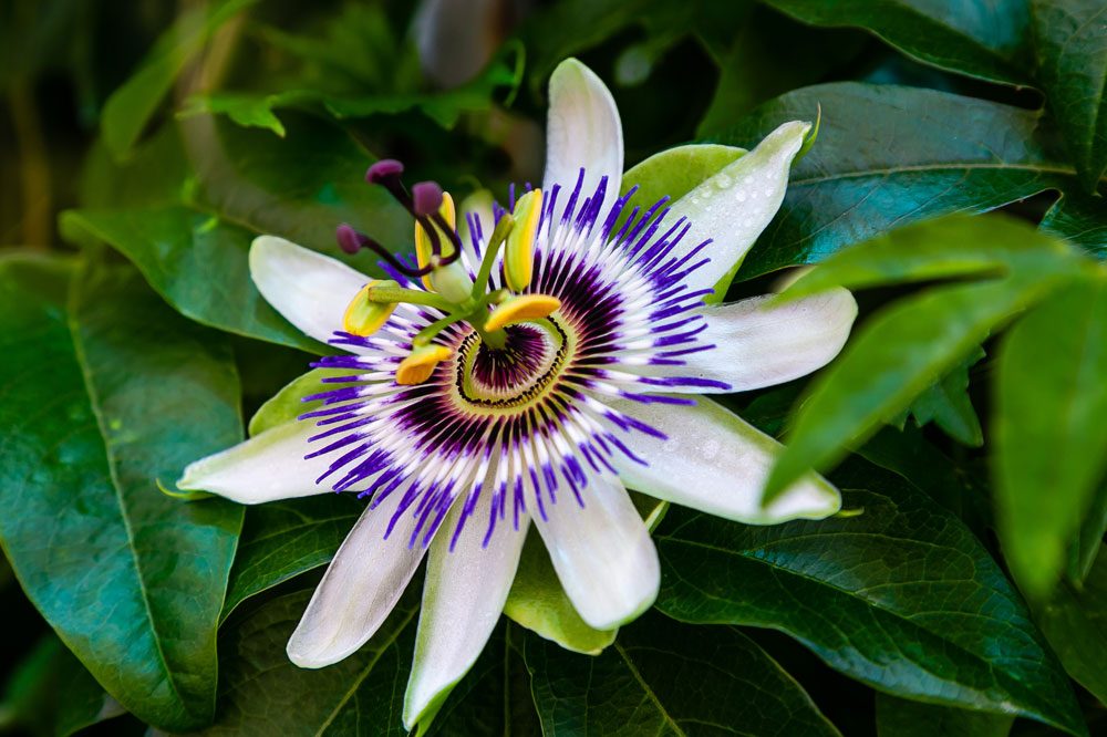 Passionsblume Passiflora