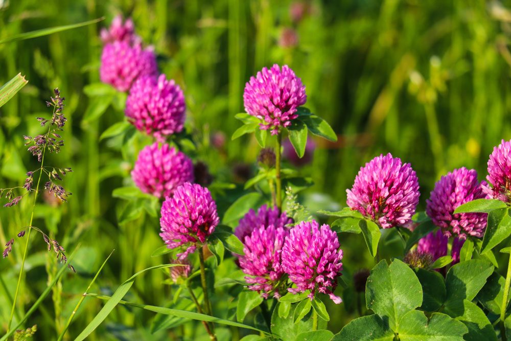 Rotklee Wiesenklee