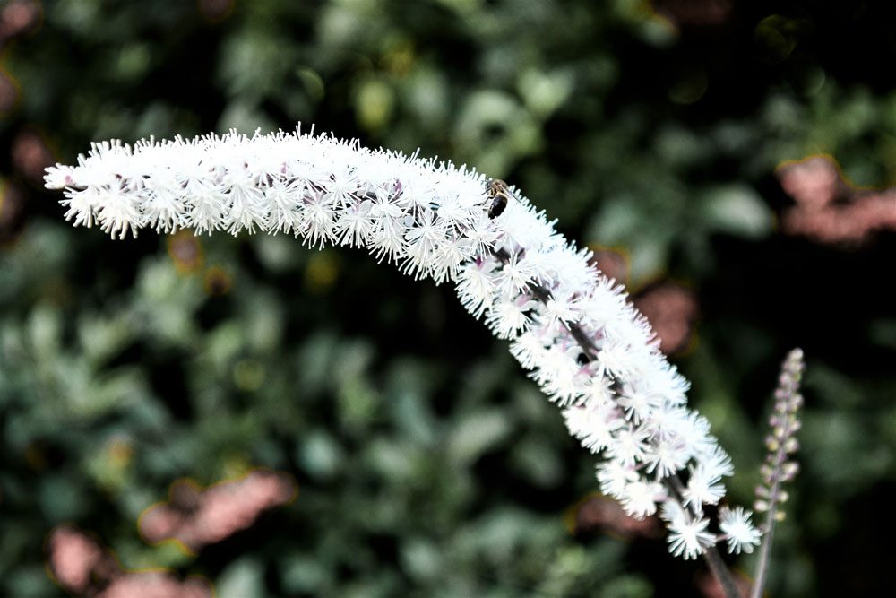 Blüte der Traubensilberkerze